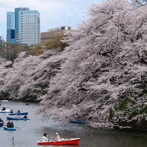 Japan Cherry Blossoms Tour